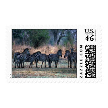Burchell's Zebra - Small Herd Stamp