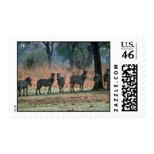 Burchell's Zebra - Small Herd Stamps