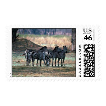 Burchell's Zebra - Small Herd Stamps