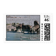 Burchell's Zebra Stamps