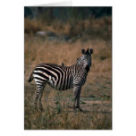 Burchell's Zebra - With Tickbird Greeting Card