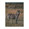 Burchell's Zebra - With Tickbird postcards