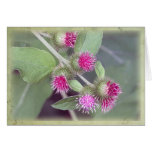 Burdock in Bloom cards