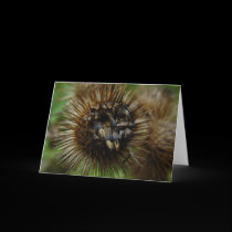 Burdock Seed Pod Offers Up Seeds Card cards