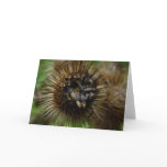 Burdock Seed Pod Offers Up Seeds Card