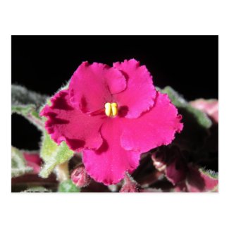 Burgundy African Violet Flower