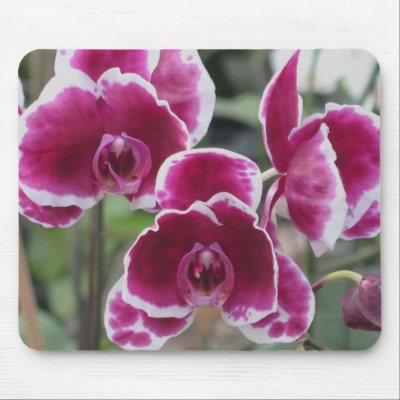 Burgundy and White Orchids Mousepad by ggbythebay