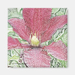Burgundy clematis magnet