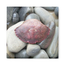 Burgundy Crab Shell Magnet