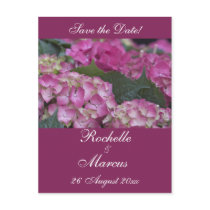 Burgundy Dream Hydrangea postcards by SweetRascal Burgundy Dream Hydrangea postcards