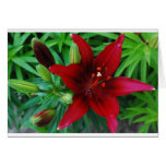 Burgundy Lily cards