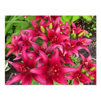 Burgundy Lily Flower Patch