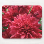 Burgundy Mums Burgundy Mums