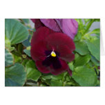 Burgundy Pansy Cards