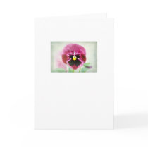 Burgundy Red Pansy Flower on White Greeting Card cards
