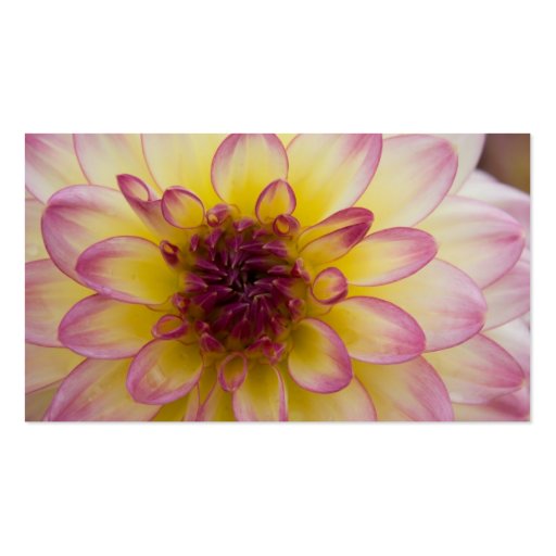 Burgundy, Yellow & White Dahlia Business Card Template (back side)