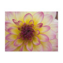 Burgundy, Yellow & White Dahlia postcards by HortusFloridus Burgundy, Yellow & White Dahlia postcards