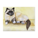 Burmese Cat Seal Point postcards