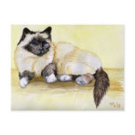 Burmese Cat Seal Point Postcards