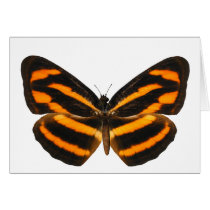 Burmese Lascar Butterfly Cards