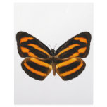 Burmese Lascar Butterfly Letterhead Design