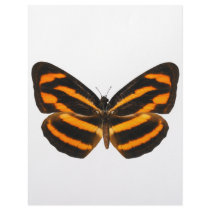 Burmese Lascar Butterfly Letterhead Design