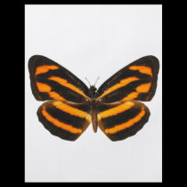 Burmese Lascar Butterfly flyers