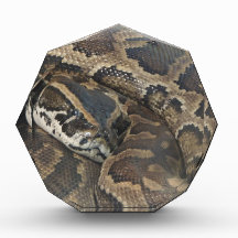 Burmese Python Acrylic Award
