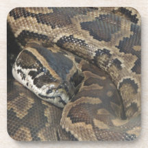 Burmese Python Beverage Coaster