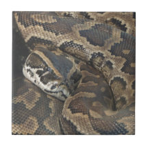 Burmese Python Ceramic Tiles