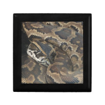 Burmese Python Gift Box