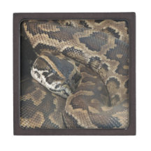 Burmese Python Premium Keepsake Boxes