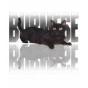 Burmese Reflection t-shirts by 4dogscats Burmese Reflection t-shirts