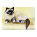 Burmese Seal Point Cat posters