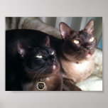 BurmeseDuo_18 Poster