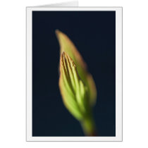 burn outdoors cards