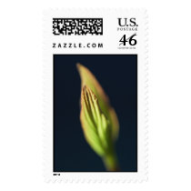 burn outdoors postage