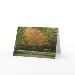 autumn, woods, fall, vancouver, burnaby