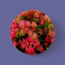 Burning Bush buttons
