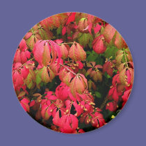 Burning Bush magnets