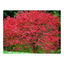 Burning Bush posters by dduhaime55 Burning Bush posters