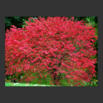 Burning Bush posters