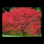 Burning Bush posters