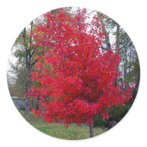 Burning Bush Sticker