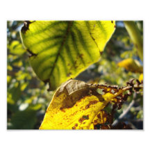 burning leaf photograph