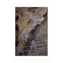 Burnt Palm Tree posters by jupp Burnt Palm Tree posters