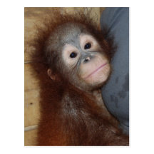 Burp the Baby Postcard