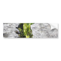 Burren Plants Limestone Rocks Bumper Stickers