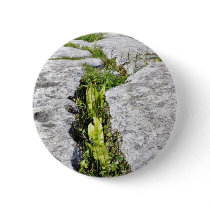 Burren Plants Limestone Rocks Buttons