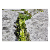 Burren Plants Limestone Rocks Cards